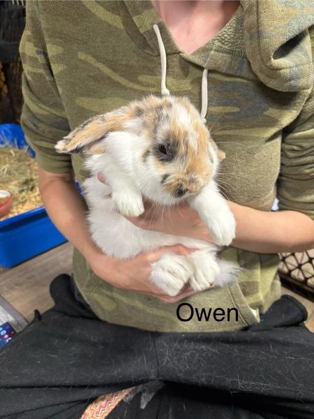 Owen