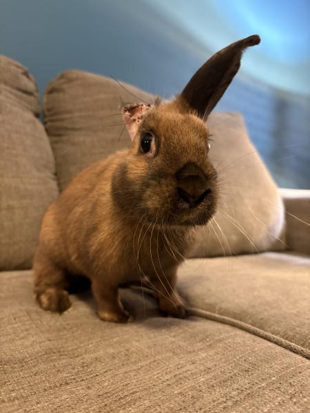CHOCOLATE