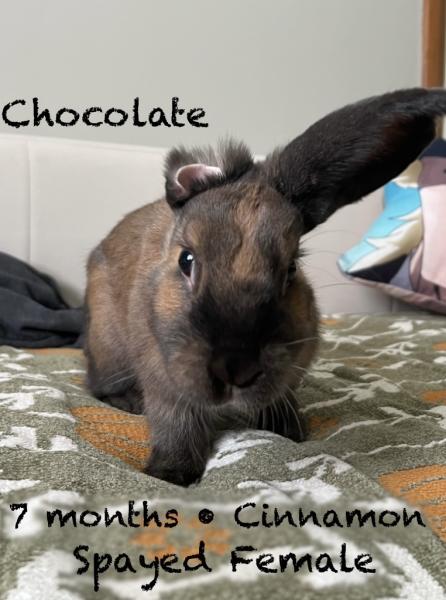 CHOCOLATE