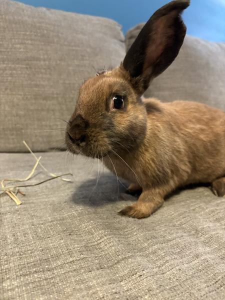CHOCOLATE