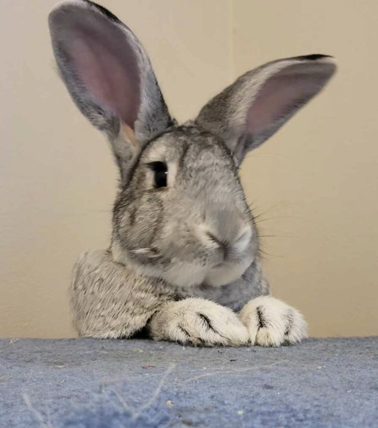 big eared bunny