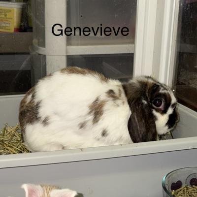 Genevieve